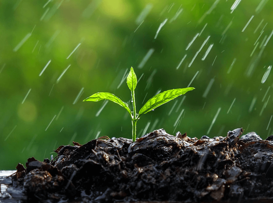 （圖：肥料應(yīng)用展示圖）